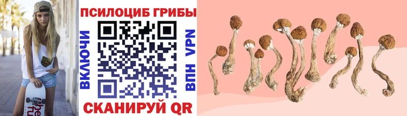 Галлюциногенные грибы Psilocybine cubensis  Гагарин 